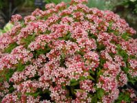 Pink flowers from red buds on a fleshy plant looking like a small tree.